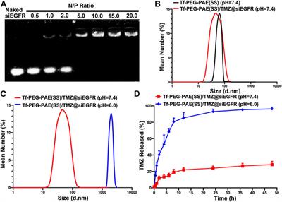 Intelligent Nanoparticles With pH-Sensitive Co-Delivery of Temozolomide and siEGFR to Ameliorate Glioma Therapy